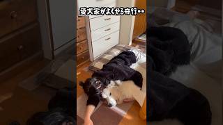 愛犬家になると10割はキス魔の変態になります。。 グレートピレニーズ greatpyrenees 大型犬 [upl. by Anirdnajela]