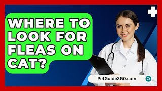 Where To Look For Fleas On Cat  PetGuide360com [upl. by Mercola]