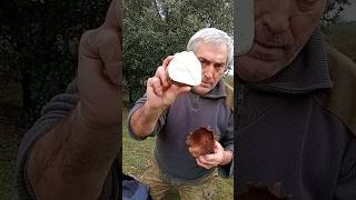 ¿Conocía la seta llamada Pedo de lobo 🐺💨 Lycoperdon utriforme [upl. by Doelling]