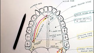 Hard Palate  Bones Sutures Foramina Vessels amp Nerves  Anatomy Tutorial [upl. by Alicul822]