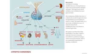 Hypofysehormonen [upl. by Carson]