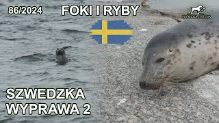 Szwedzka wyprawa na foki i ryby cz 2  SUDECKA OSTOJA 862024 fishing in Sweden  grey seal [upl. by Eenwahs]