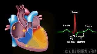 Cardiac Conduction System and Understanding ECG Animation [upl. by Romelle]