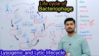 56 life cycle of Bacteriophage  Lysogenic  Lytic life cycle of Bacteriophage Fsc class 11 Biology [upl. by Noval]