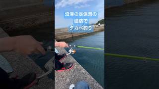 【堤防釣り】沼津の足保港で小魚タカべ（？）を釣るぞ！海釣り 沼津 [upl. by Stanleigh54]