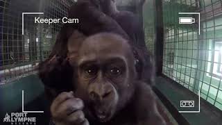 Gorilla Keeper Cam  Port Lympne Reserve [upl. by Aihsein313]