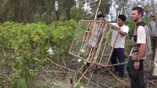 600 Whitewinged Parakeet released [upl. by Nedyrb262]