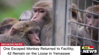 One Escaped Monkey Returned to Facility 42 Remain on the Loose in Yemassee monkeys yamassee [upl. by Stuppy]