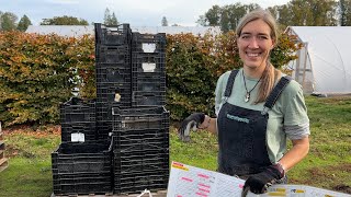 Floret Farm Tour Digging Dahlia Tubers on a large scale [upl. by Kliber]