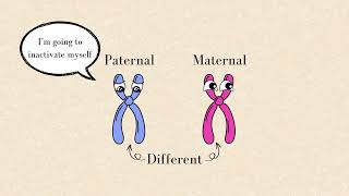 Stochastic Factors vs Genetic Factors Xchromosome Inactivation [upl. by Panther759]