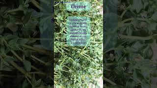 Thyme Thymus vulgaris thyme herbs [upl. by Nadruoj]