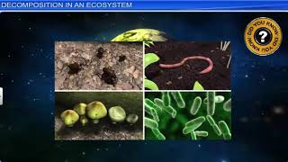 CBSE Class 12 Biology  14  Ecosystem  Full Chapter  NCERT Animation  JEE NEET CBSE [upl. by Giess]