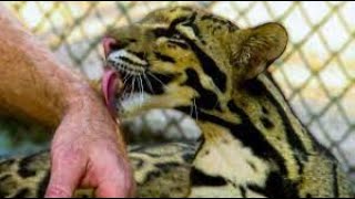 Clouded Leopard  Making Cute Sounds  Wildlife  Michelle Goosen [upl. by Sixele]