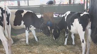 Skowhegan State Fair returns for 206th year [upl. by Wenn891]