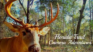 Florida Trail Camera Adventures  Nov 2024 [upl. by Livy779]