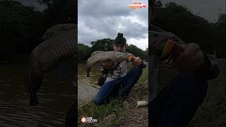 Trairão Hoplias intermedius 🎣 pesca fishing fish trairao traira hoplias [upl. by Ecadnac]