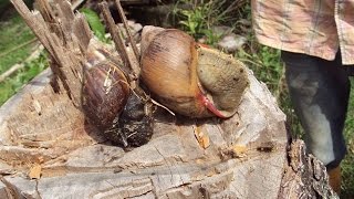 Manejo y Control del Caracol Gigante Africano [upl. by Eednac]