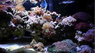 20 gallon Long Nano Reef Tank Saltwater Aquarium [upl. by Tanhya517]