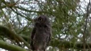 Western Screech Owl [upl. by Perzan]