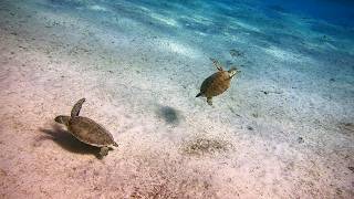 Bonaire  Scuba Diving  House Reef Salt Pier and Pink Beach  4k [upl. by Ecenaj]