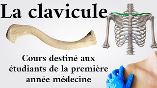 La clavicule  1 ère année médecine [upl. by Ruttger]