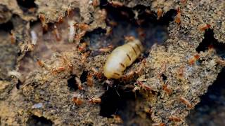 TERMITE QUEEN  TERMITE SOLDIER SPRAYING  BEETLE [upl. by Dicky83]