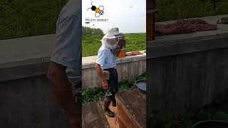 Bee shaking machine a quick and easy way to shake off the bees [upl. by Gee]