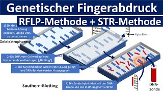 Genetischer Fingerabdruck RFLP Methode STR Methode Gelelektrophorese  Gentechnik Oberstufe [upl. by Olpe14]