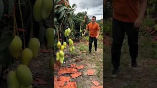 Today I will cut all mango trees shorts ytshorts [upl. by Neilla]