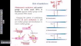 Types of DNA methylation [upl. by Aiden]