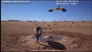 NamibiaCam goshawk hunting sandgrouse 4 November 2021 [upl. by Lamahj]