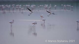 FLAMINGOS FLYING AND LANDING [upl. by Wager292]