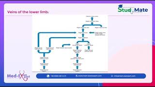 Venous drainage of lower limb part1  10  FCPS mate  MBBS  MRCP  MD [upl. by Nainatrad]