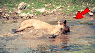 Le fermier trouve son cheval dans un étang tous les jours  le vétérinaire pâlit en comprenant [upl. by Alitta216]