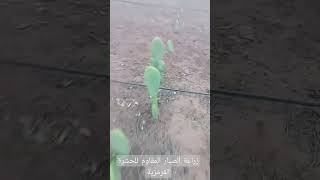 زراعة الصبار أو التين الشوكي المقاوم للحشرة figs resistant to the cochineal insect [upl. by Sucrad]