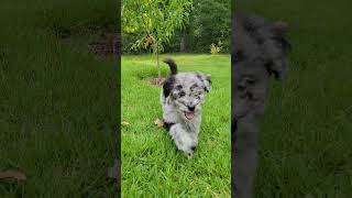 Friar Tuck Aussiedoodle puppy [upl. by Giess]