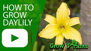 How to grow Daylily plant Hemerocallis [upl. by Olfe967]