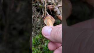 Maronenröhrling 🍴 Imleria Badia pilze boletus funghi fungi mushroom wald natur outdoor [upl. by Stenger]