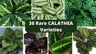 Rare 30 Varieties of Calathea Plants Calathea Plant Identification Plantes CalatheaIdentification [upl. by Nannaihr]