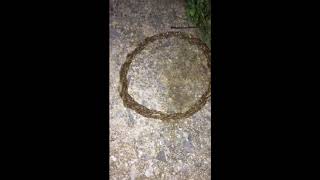 Strange mass of wormlike animals moves across a walkway in Pennsylvania [upl. by Stanleigh]