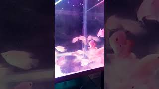 gourami fishalbino gourami fishytshots youtubeshorts shots viralshot viralreelsviral song [upl. by Gustie]