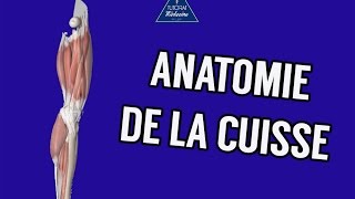 Anatomie 1  Cuisse  Ostéologie Myologie Vascularisation et Innervation [upl. by Aillimat]