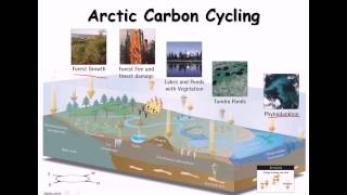 L6 Biogeochemical Cycle Sedimentary Cycle  Environment  Intense Prelims League  UPSC CSEIAS [upl. by Diad832]