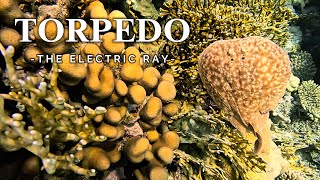 Torpedo  An Incredible Sea Creature Info in Description [upl. by Ib]