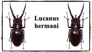 Lucanus hermani  Präparation  Mounting [upl. by Myrtle812]