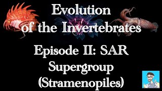 Evolution of the Invertebrates Ep 2 SAR Supergroup Stramenopiles [upl. by Nevur]