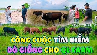 Quanglinhvlogs  Công Cuộc Tìm Kiếm quotBò Giốngquot Cho Quang Linh Farm [upl. by Nereids]