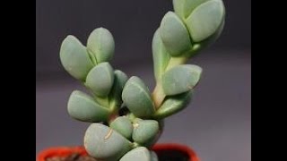 How to Propagate the Delosperma Lehmannii [upl. by Etz]