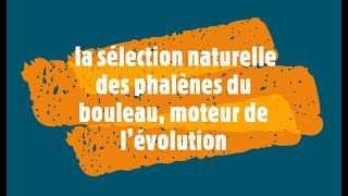 la sélection naturelle des phalènes du bouleau moteur de l’évolution [upl. by Ladnyk590]