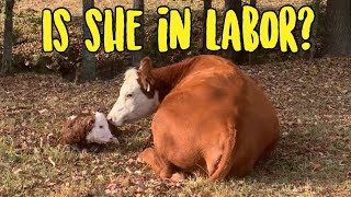 How to tell if a Cow is in Labor [upl. by Guinn975]